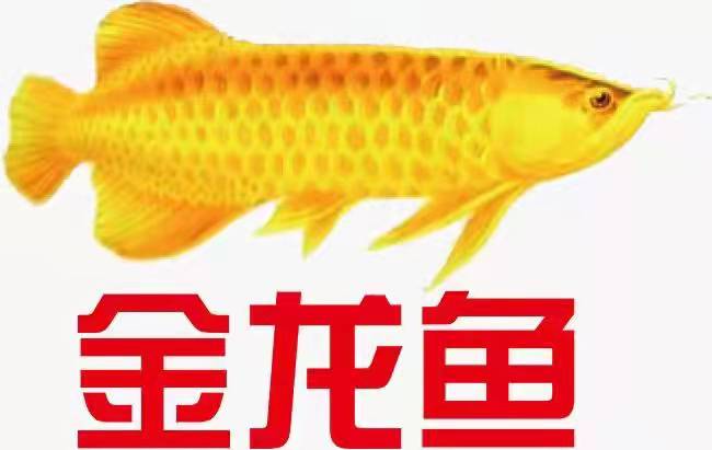 金龍魚(yú)